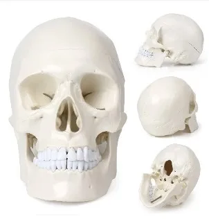 

Teaching Model 1:1 Natural Big Head Skull Specimen Head Anatomy Model Skeleton Standard Skull Model