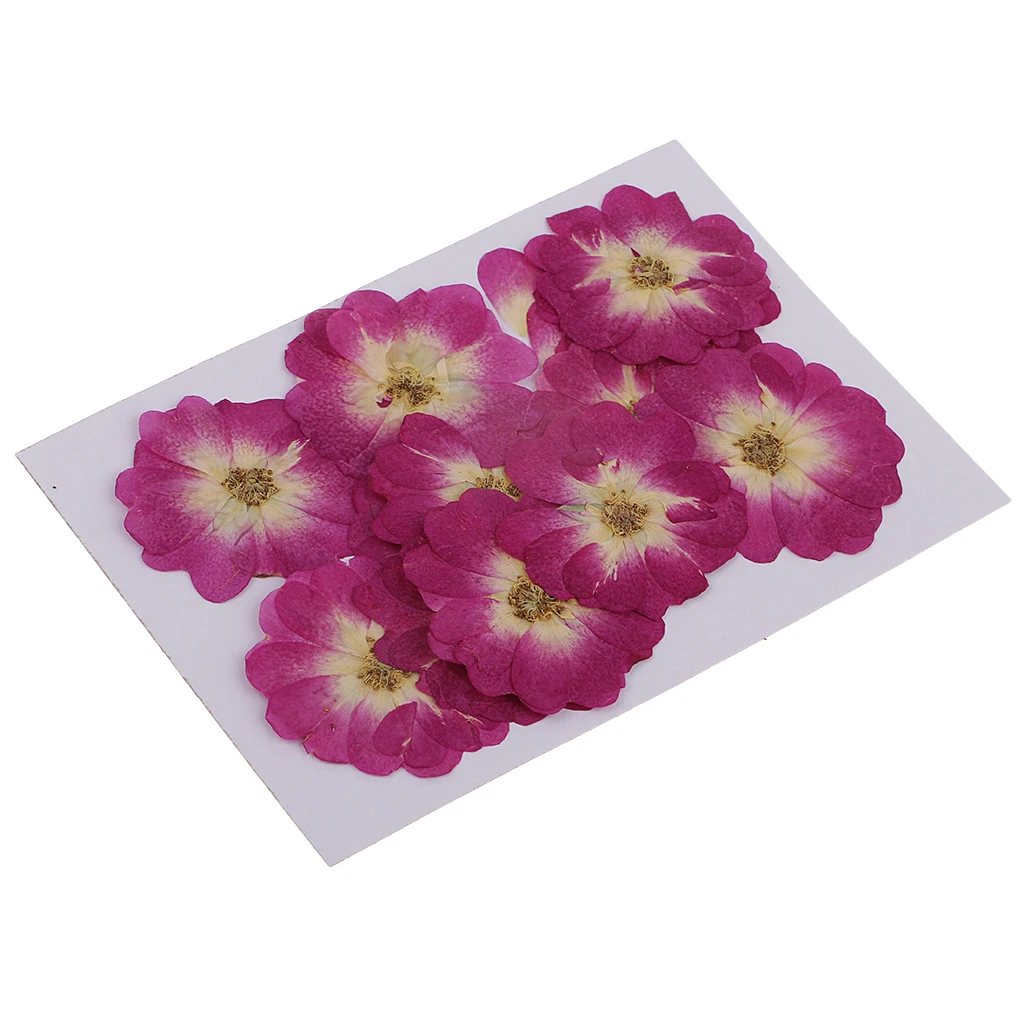 12x Chinese Rose Pressed Natural Dried Flower For DIY Resin Ornament 