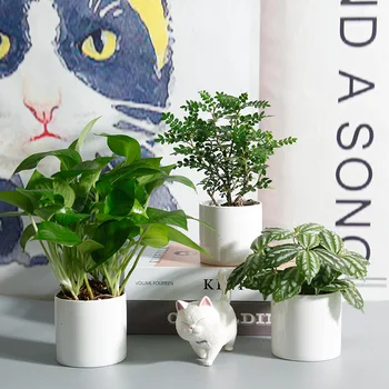 

Do Bi Culture Plant Opening Room Small Public Basin Hair Rose Face Tree Flower Zhi LV Cai Table Jade Gas Plant Radiation Green A