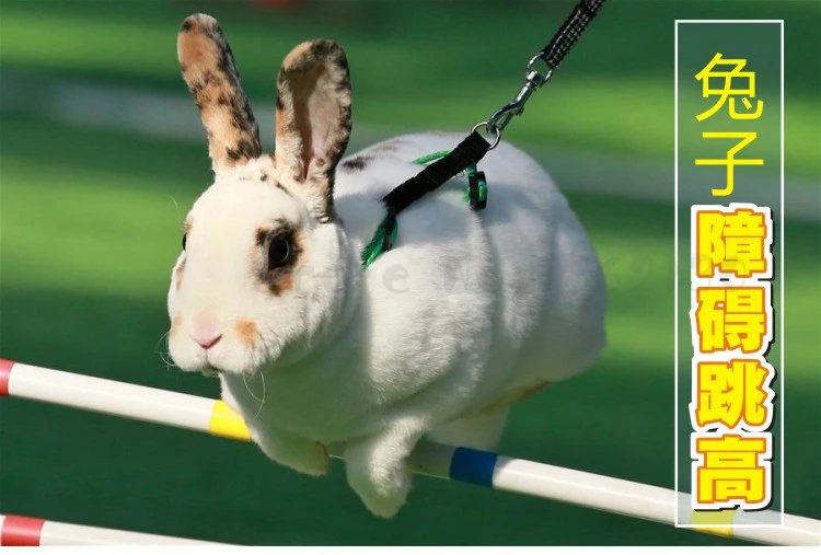 Competition grade pet rabbit obstacle high jump Hurdle Training rabbit exercise toy professional training equipment