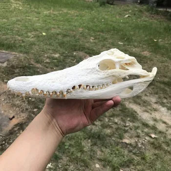 

1Pcs Real Animal skull Amphibian crawl Taxidermy 8-16" Inch (From the farm)