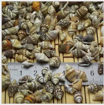 

Natural Very Mini Sea Shell small sea conch 200pcs 0.9-1.5cm for DIY home wedding decoration Aquarium landscape Natural conch