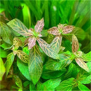 

Ngryise 3Pcs Hygrophila polysperma