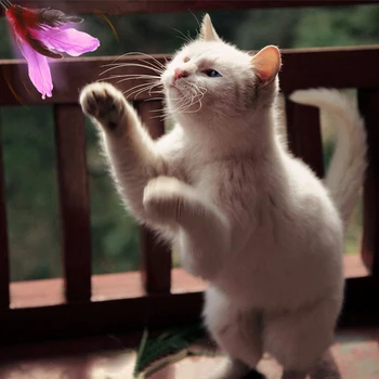 

Luxury High-quality Extendable Pet Kitten Cat Feather Teaser Wand Rod + 7PCS Colorful Natural Long Feather Cat Teaser Toy Set