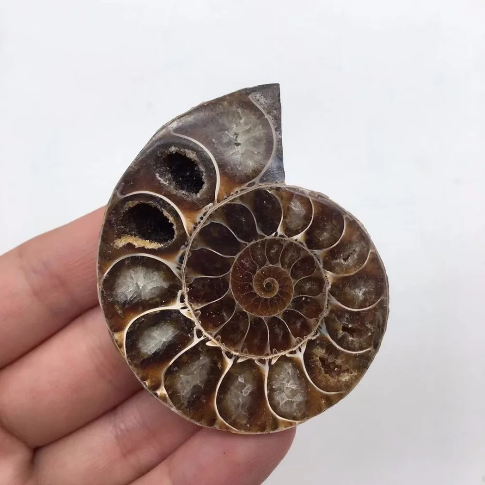 Ammonite Sea Snail fossils (4)