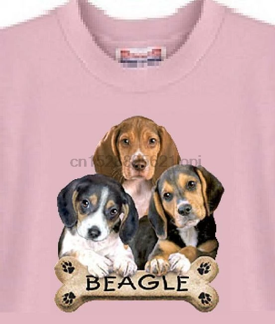 beaglier rescue adoption