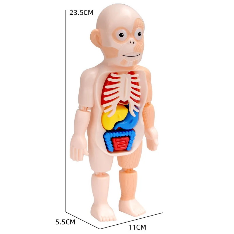 Educational Learning DIY Assembled Toys Kits Body Organ Medical