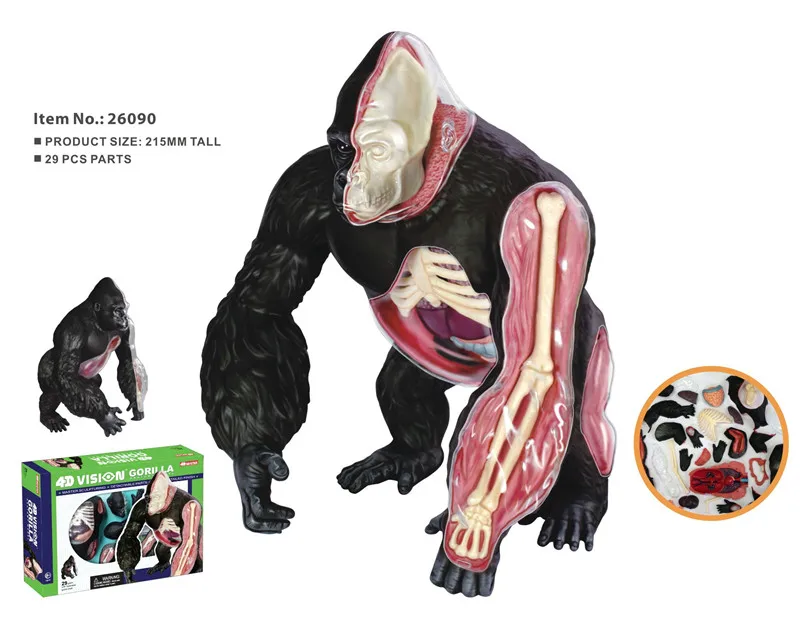

master puzzle Assembling toy Animal Biology organ anatomical model medical teaching model Silver back apes 4d