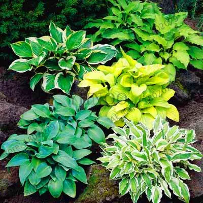 Новинка! 100 шт Hosta flores ароматный подорожник Лилия бонсай многолетние Цветочные плантации для дома и сада покрытие земли драгоценные hos