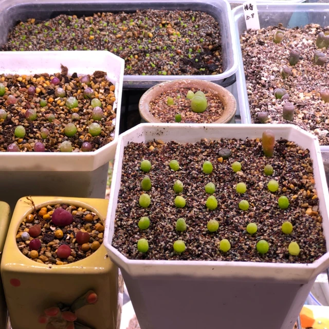 500G 1-3 Mm Kiryuzuna Kemény Textúrájú Vízmeghatározó Lélegző, Szemcsés Húsos Burkolat Talaj Zamatos Bonsai - Image 3