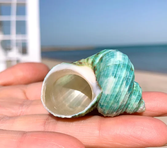 0.8寄居蟹备用壳替换壳卷2