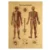 The Body Structure Skeleton Nervous System Vintage Poster Medical Decoracion Painting Wall Art Kraft Paper Posters Wall Stickers 9