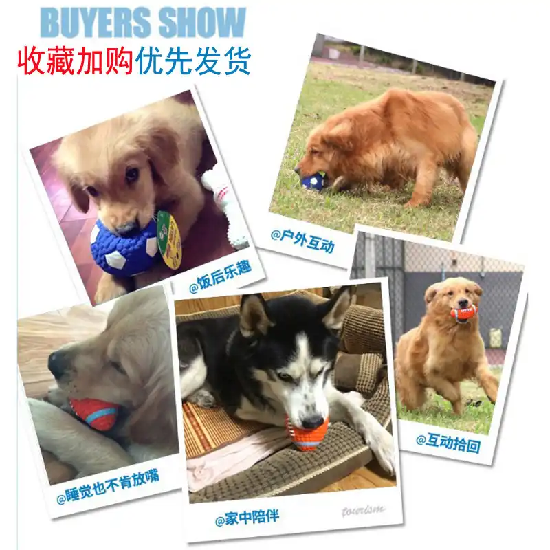 golden retriever puppy teddy