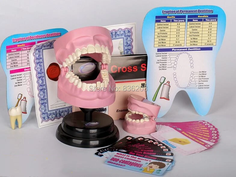 Для стоматологической лаборатории, стоматологов sentistry deluxe set endodontics обучающая Ортодонтическая модель анатомического разбора демонстрация мужской член