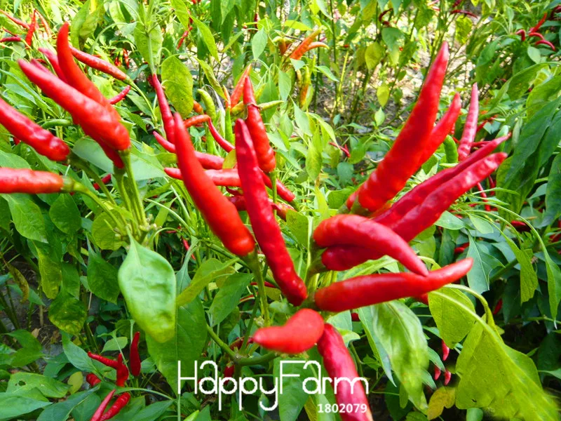 Promotion!Red Pepper Potted Garden Courtyard With a Non-transgenic Plant Organic Vegetables Pepper Bonsai 100 Pcs/Bag,#SBDHOV