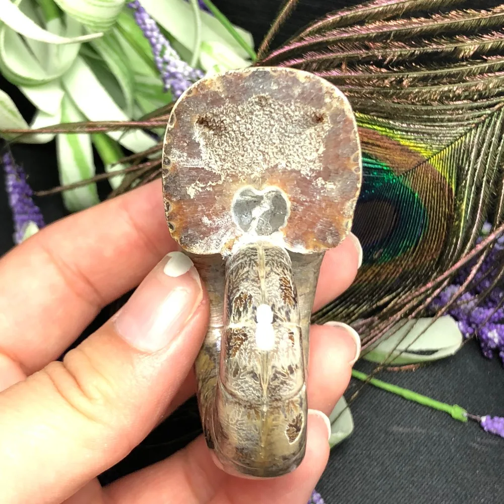 Natural Ancient ammonite Fossil stone Crystal "Goat Horn" Fossil Ammonite madagascar fossil specimen healing