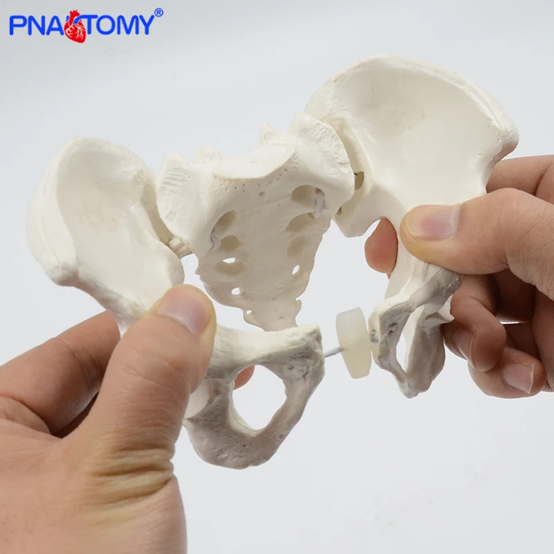Modelo de Mini Pelvis, esqueleto humano, espécimen, esqueleto de cadera, herramienta médica de anatomía, escuela, usado, 1:2, Pubis, esqueleto educativo