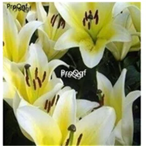 17 Ngryise набор из 20 предметов Lilium brownii Lily - Цвет: 17
