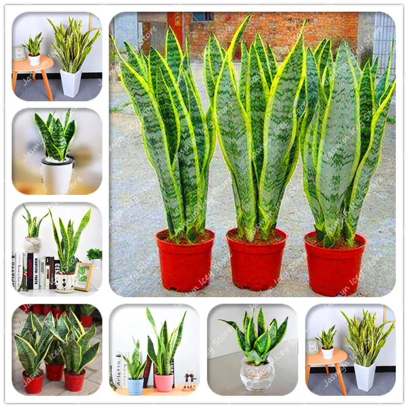 100 шт змея растение бонсай многолетний Sansevieria Trifasciata Prain горшечные суккулентные листва растения для украшения дома и сада