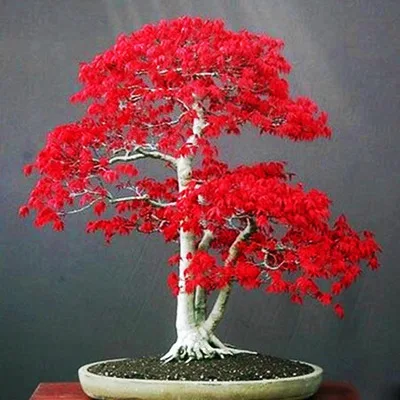 maple (6)