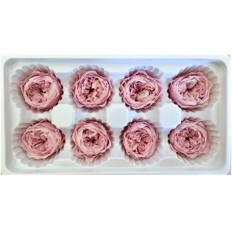 cool pink 1 коробка высокого качества вечный цветок Роза Остина диаметр цветка 4-5 см класса А с лакированным вечные цветы материал для изготовления подарочной коробки - Цвет: cool pink