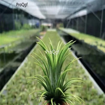 

Ngryise 3Pcs A Set Tillandsia air fern plant