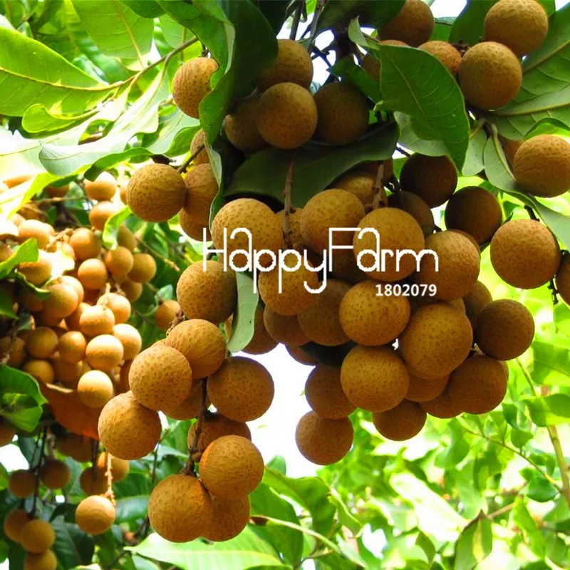 Легкая профессиональная упаковка для выращивания 2 шт тайское Longan растение для дома и сада, экстра-сладкий Экстра-Большой бонсай фруктовый Флорес,# LY001