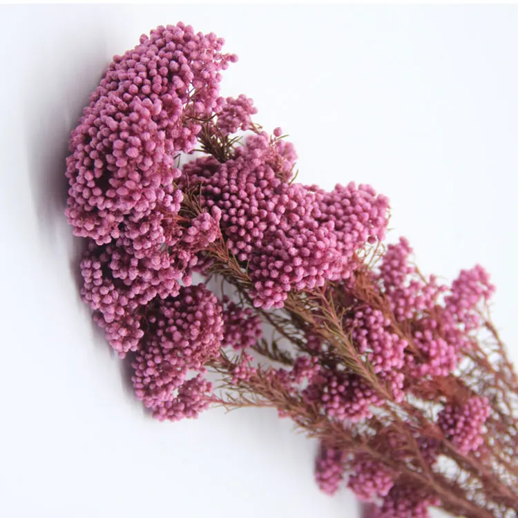 

Wholesale Dried Preserved Millet Flower Rice Flower For Home Decoration