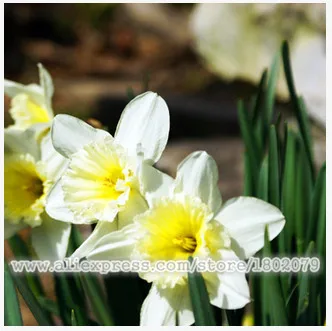 Нарциссы, Daffodil бонсай, нарциссы сад, чистый воздух, домашние Настольные горшечные растения-100 шт нарциссы tazetta flores - Цвет: 17