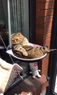 Четыре сезона кошка всасывания типа кулон Висячие окна гнездо Pet Гамак# O17
