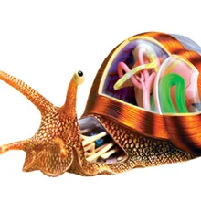 4D мастер Обучающие собранные игрушки животное биологический улиточный орган, анатомия медицина для обучения модели