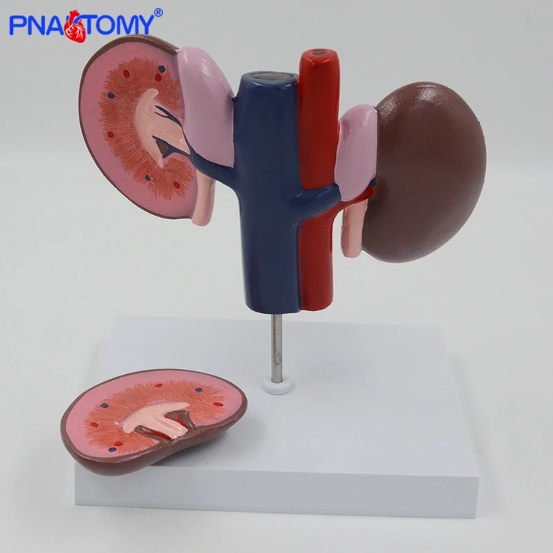 

Kidney Anatomy Model of Pig 2 Parts Animal Educational Anatomical Model Hog Swine Animal Husbandry Demonstrate Tool
