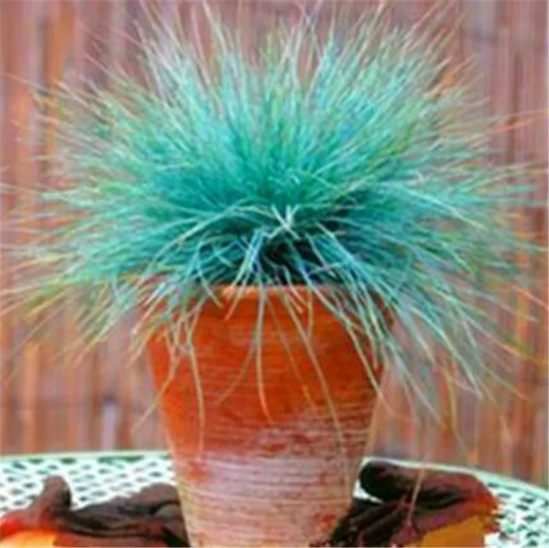 3 100 шт./пакет овсяница травы(Festuca glauca) Сад засухоустойчивых декоративная трава flores многолетнее бонсай растения для домашнего использования - Цвет: 3