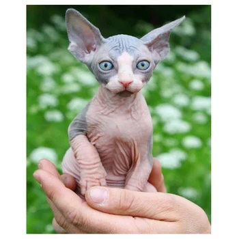 

3d Diy Diamond Painting Animal Sphynx Cat Mosaic Drill Resin Full Square Embroidery Needlework 5d Cross Stitch Home Decor L139