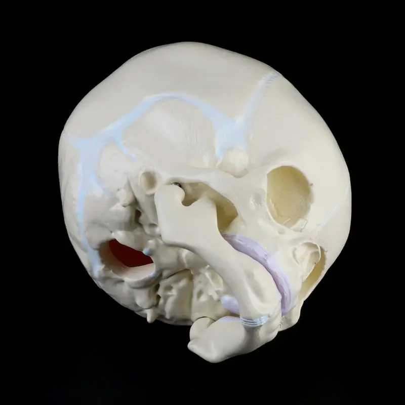Anatomical Models 1: 1 Human Fetal Baby Infant Medical Skull Anatomical Skeleton Model Teaching Supplies for Medical Science