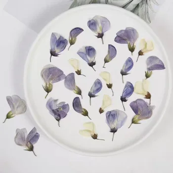 

60pcs Pressed Dried Wisteria Flower/Buds Plant Herbarium For Jewelry Photo Frame Phone Case Bookmark Making DIY