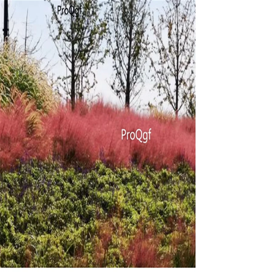 Ngryise 8000 шт набор Miscanthus sinensis