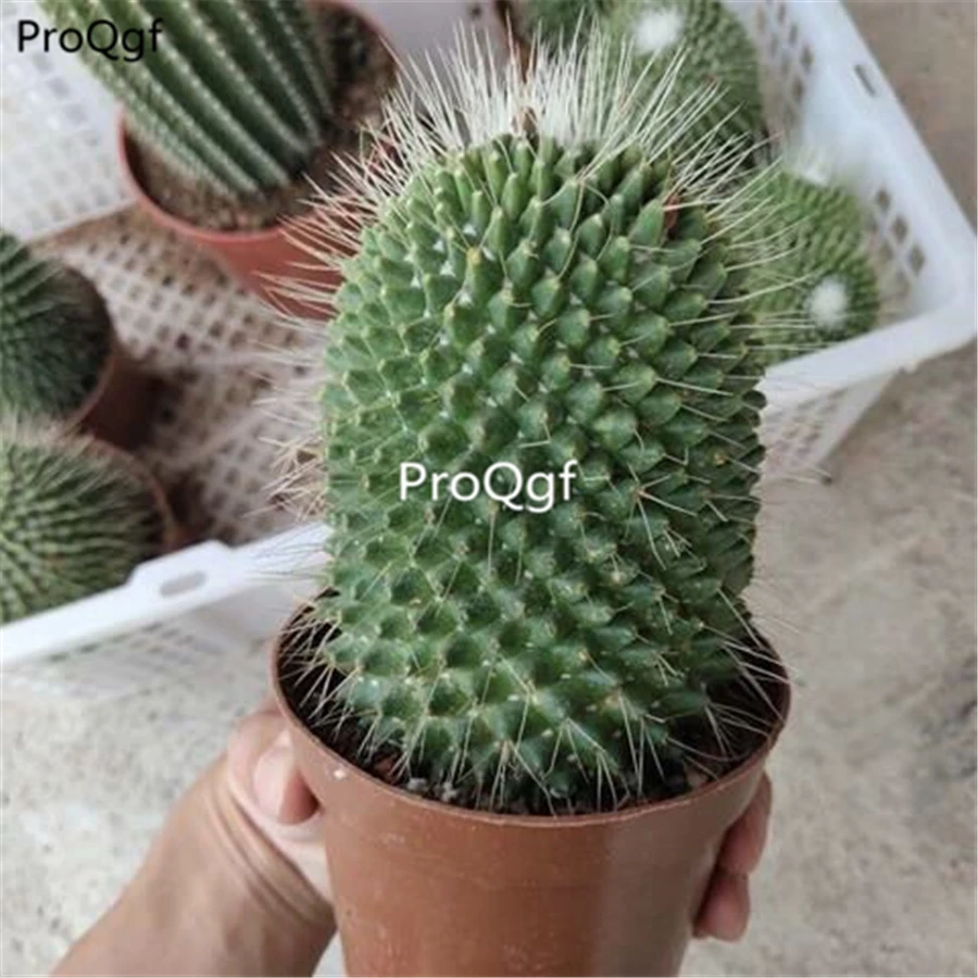 Prodgf 2 шт набор маммиллария спиносисима