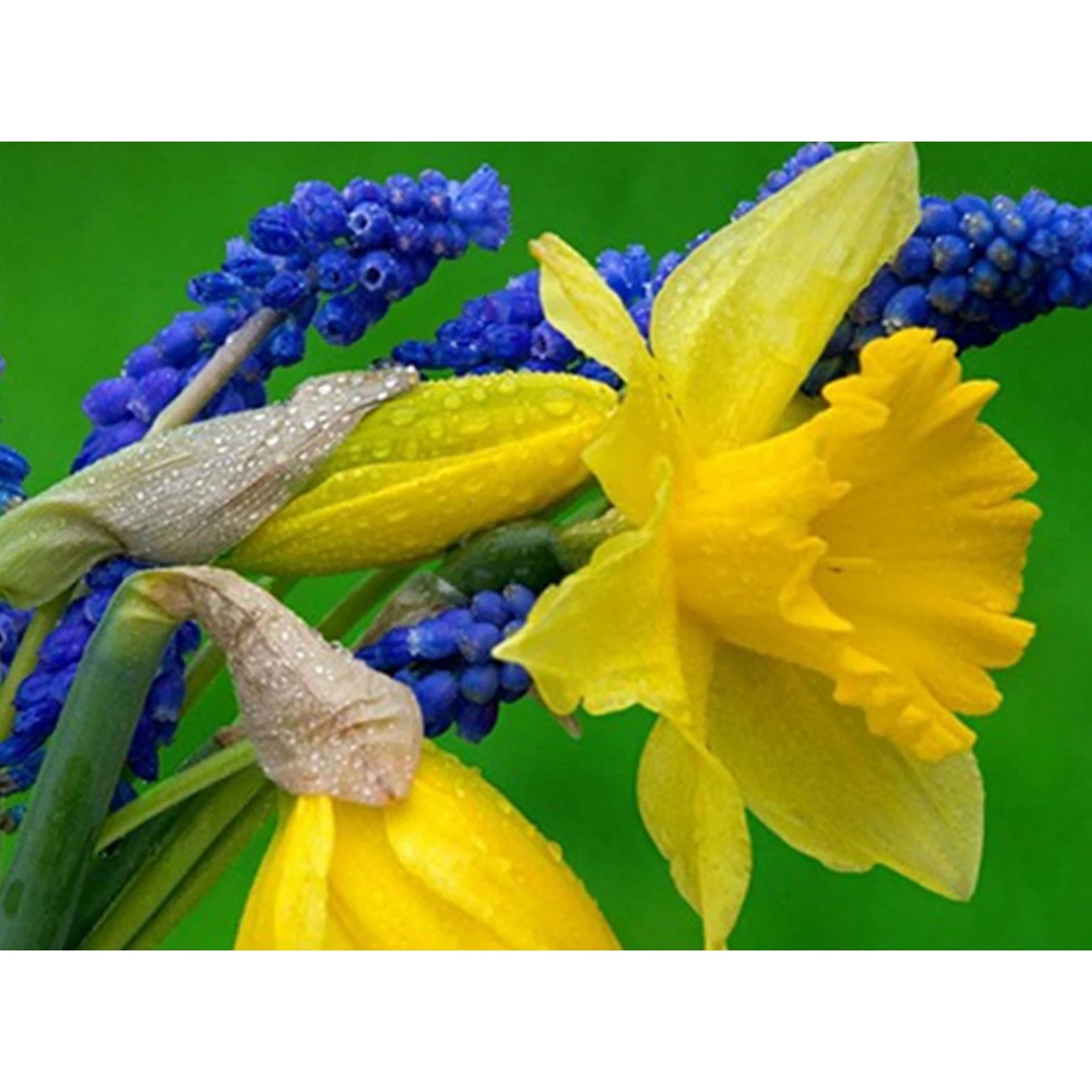 Full Diamond Painting 5D DIY Flower Embroidery Needlework Round Rhinestones Mosaic Cross Stitch Decoration Art Crafts | Дом и сад