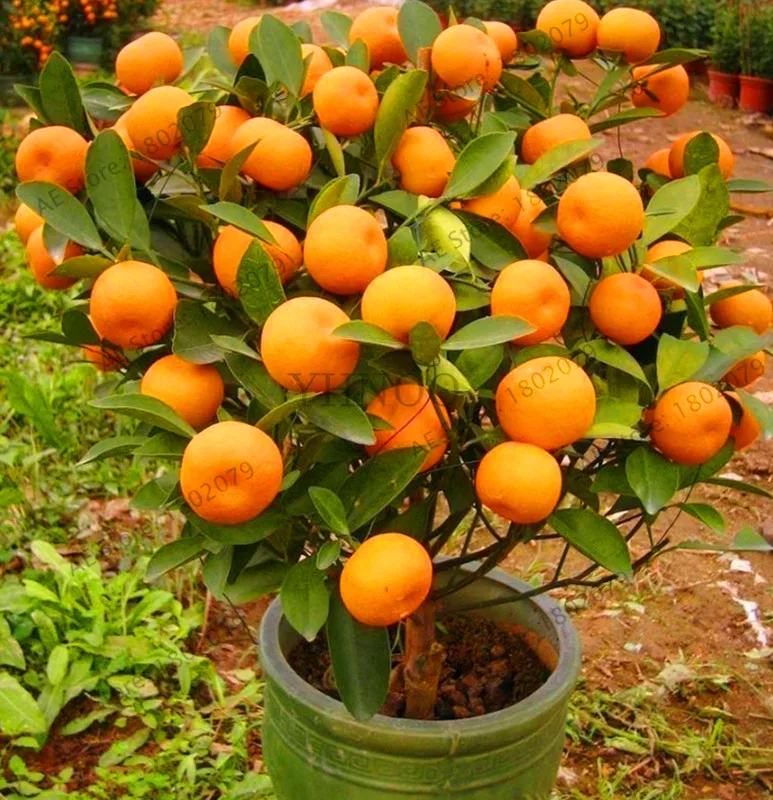 Time-Limit!10pcs/bag Balcony Patio Potted Fruit Trees Planted bonsai Kumquat garden Orange flores Tangerine Citrus,#U9TUMQ