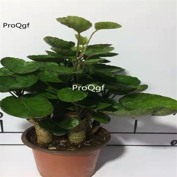 

Ngryise 1Pcs A Set Polyscias balfouriana