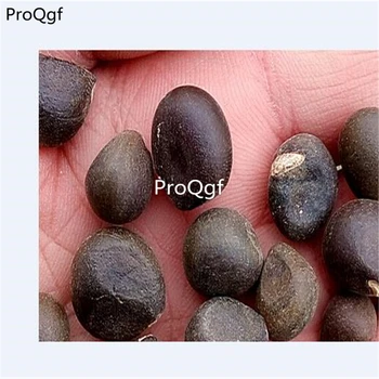 

Ngryise 100pcs Xanthoceras sorbifolium