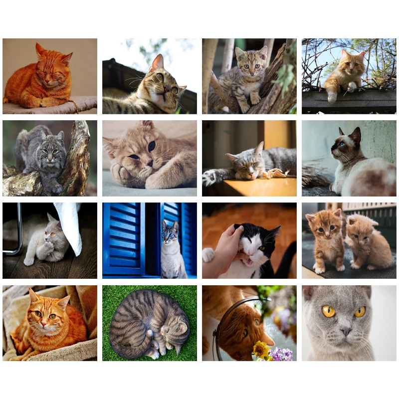 Full Square/round Drill 5D Diy Diamond Painting Cute Cat Embroidery Cross Stitch Wall Art Pictures for Home Decoration | Дом и сад