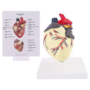 

Dog Heart Anatomy Model Canine Pet Animal Organ Study Teaching Aid Education 24BB