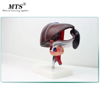

Hepatopancreatic Duodenum Model Hepatobiliary Digestive System Anorectal Doctor-patient Communication Model Anatomical Model