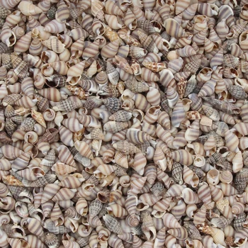 

20 Gram Mini Conch Natural Sea Shells Coquillage Beach Decor Craft Diy Marine Style Fish Tank Seashells Conch Embellishment