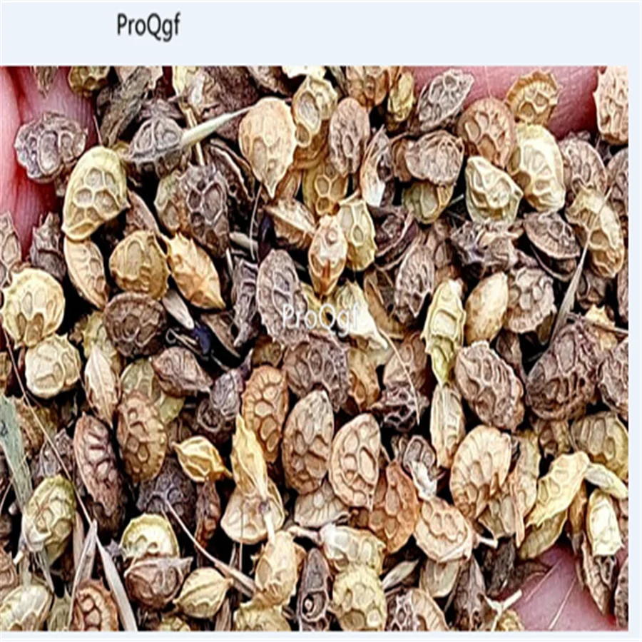 Prodgf 3000 шт Onobrychis viciaefolia