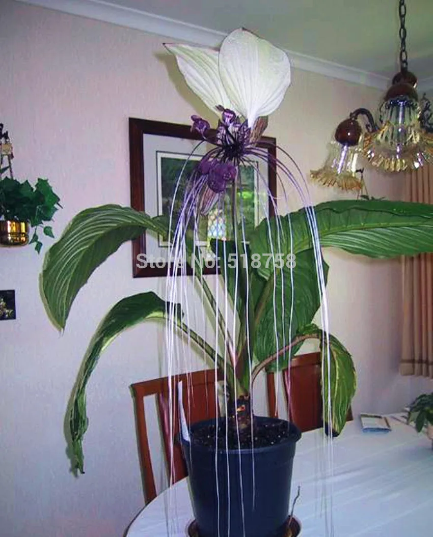 100 шт свежий настоящий Tacca Integrifolia OoEasy Fing flower F