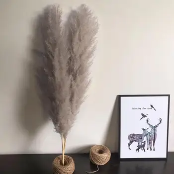 

Natural Dried Flower Pampas Grass Reed Home Decoration Gray Large Wedding Layout Corner Shop Display Window Decoration