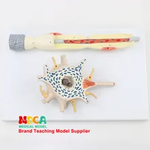 Усилитель нейронов модель клетки тела и структуры волокна нерва модель усилителя медицины обучения Msjxt001